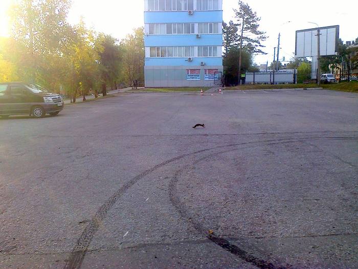 Morning, the squirrel is running somewhere on his squirrel business ... - My, Khabarovsk, Energomash, Squirrel, The photo