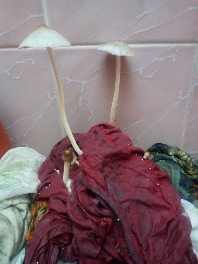 Forgot to hang up - Mushrooms, Underwear