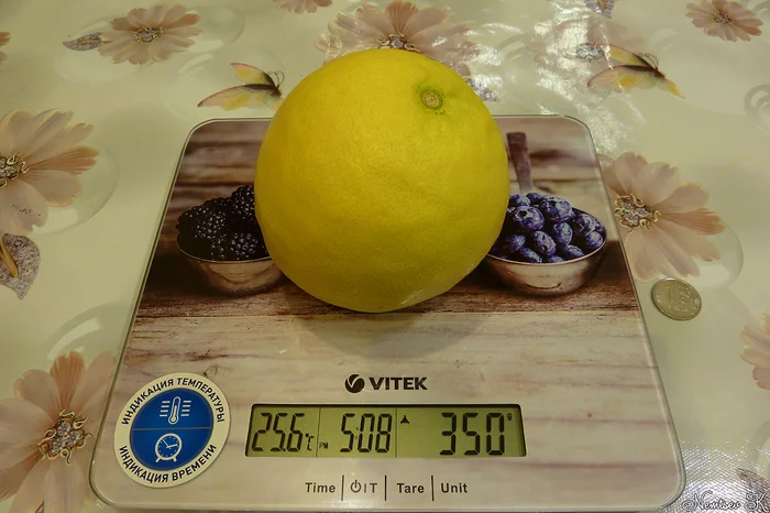 Another one of my lemons has ripened - My, Lemon, Plants, The photo, Harvest, , Citrus, Longpost, Citrus