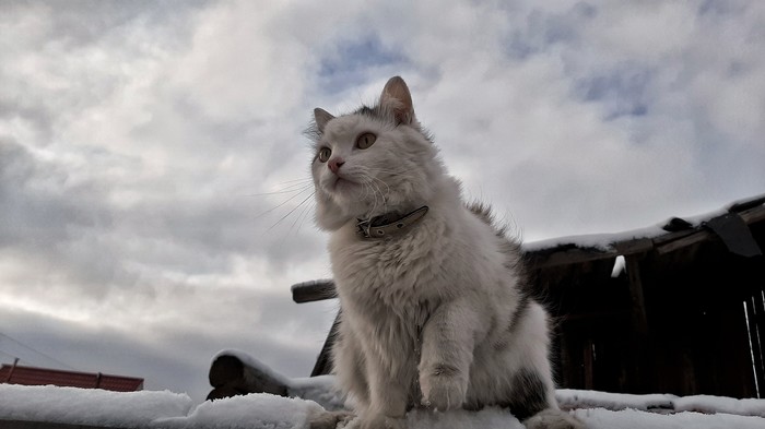 cat and sky - My, cat, Mobile photography, Sky