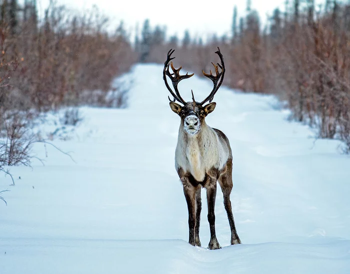The Ministry of Natural Resources proposed to ban the hunting of reindeer in Yakutia and the Krasnoyarsk Territory - Hunting, Deer, Mep, news, Russia, Yakutia, Krasnoyarsk, Deer
