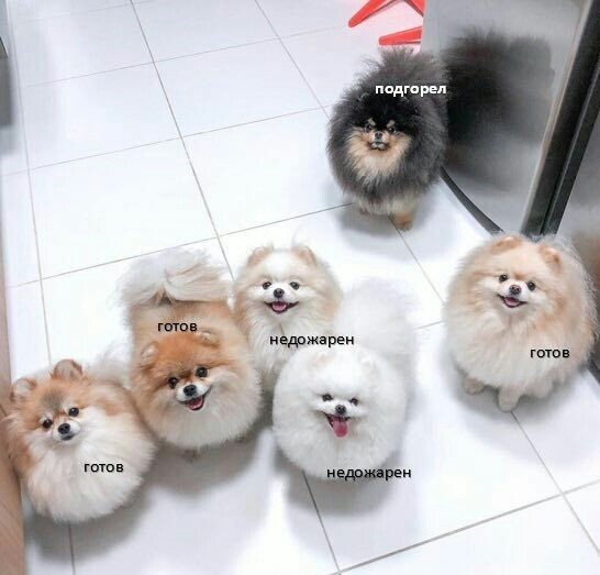 The most frostbitten organized crime group. Even the Chechens were afraid of them! - Dog, Organized crime group, Danger, Milota