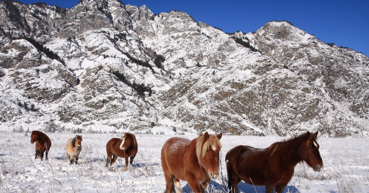 Кони республики алтай. Лошади в Республике Алтай. Лошади Алтай Семинский. Табун лошадей на Алтае. Лошади зимой.