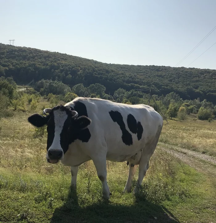 Как в рекламе «Milka». - Моё, Милота, Корова, Молоко