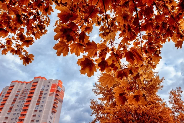 Autumn colors - Bryansk, Autumn, Foliage, The photo, Maple