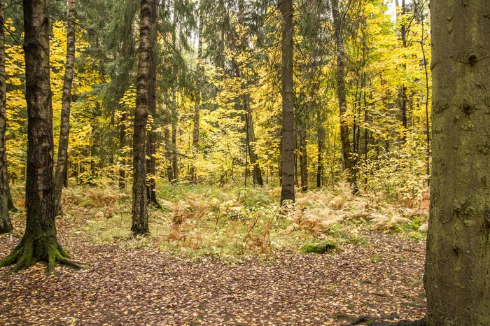 Autumn made us stupid. - My, Autumn, The photo, Pavlovsk, Forest, Longpost, Nature