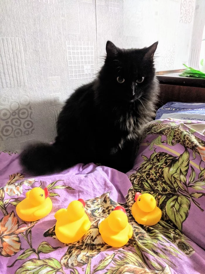 Surrounded but not broken - My, Rubber duck, Black cat, cat