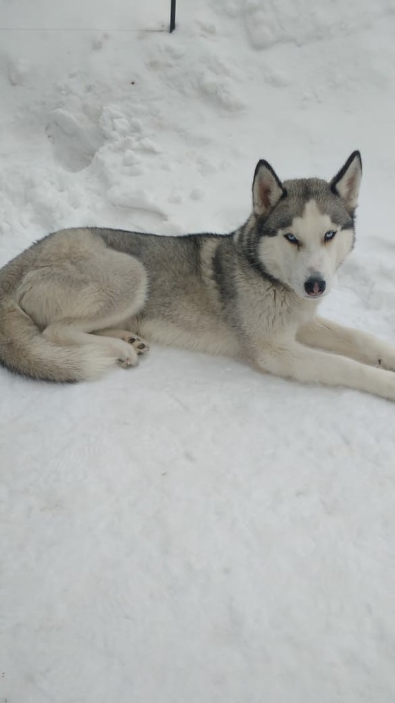 The dog is missing - Dog, Belebey, The missing, Husky, Siberian Husky, The dog is missing, No rating