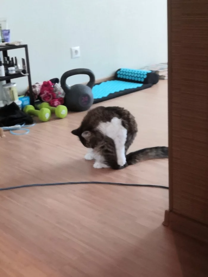 When you re-do yoga and can’t straighten up. - My, cat, Acrobatics, Milota