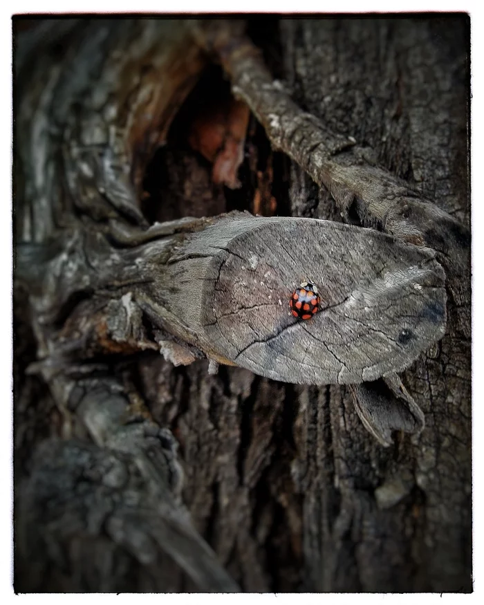 Ladybug - My, ladybug, Tree, Longpost