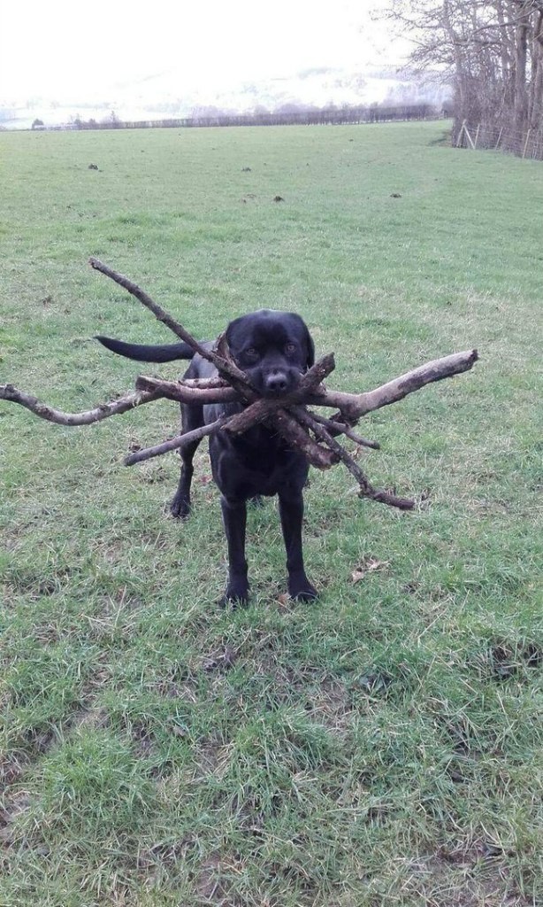 It would be a good team - My, Friend of human, Weekend, Dog, Firewood, In contact with, Longpost