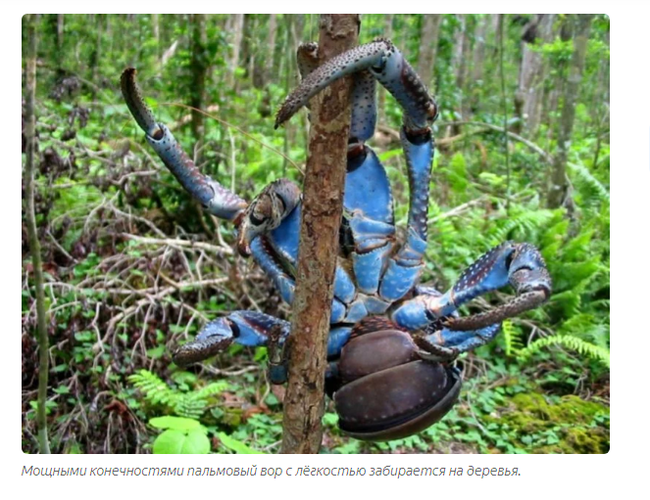 Palm Thief: Giant hermit crabs ravage villages and attack domestic animals. - Story, Story, Cancer hermit, Informative, Animals, Yandex Zen, Longpost, Arthropods