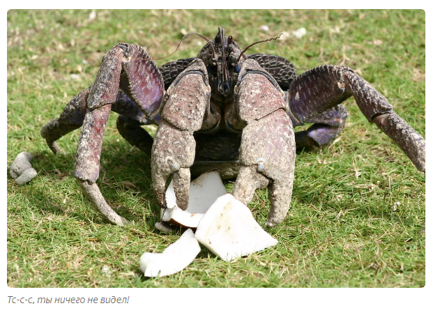 Palm Thief: Giant hermit crabs ravage villages and attack domestic animals. - Story, Story, Cancer hermit, Informative, Animals, Yandex Zen, Longpost, Arthropods