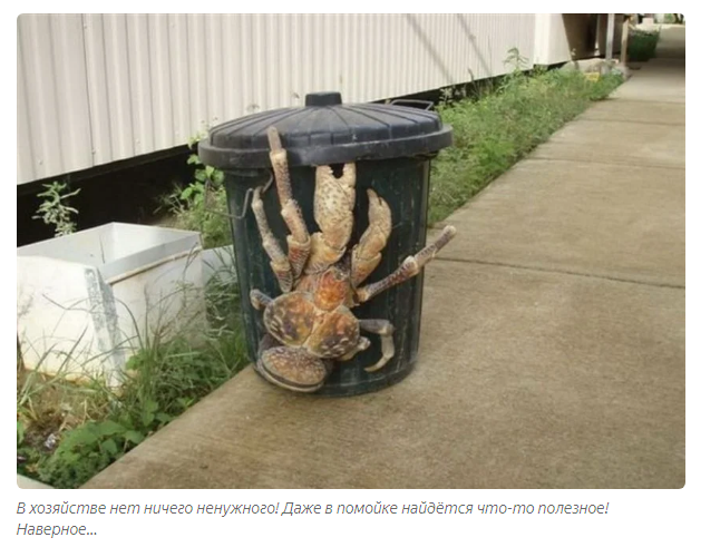 Palm Thief: Giant hermit crabs ravage villages and attack domestic animals. - Story, Story, Cancer hermit, Informative, Animals, Yandex Zen, Longpost, Arthropods