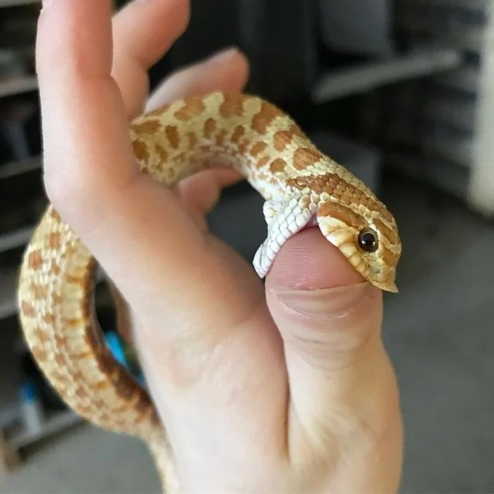 The little sisters of these little cuties are waiting for their owners, hurry up! - Snake, Pets, Longpost