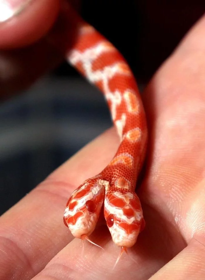 The little sisters of these little cuties are waiting for their owners, hurry up! - Snake, Pets, Longpost