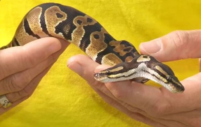 The little sisters of these little cuties are waiting for their owners, hurry up! - Snake, Pets, Longpost