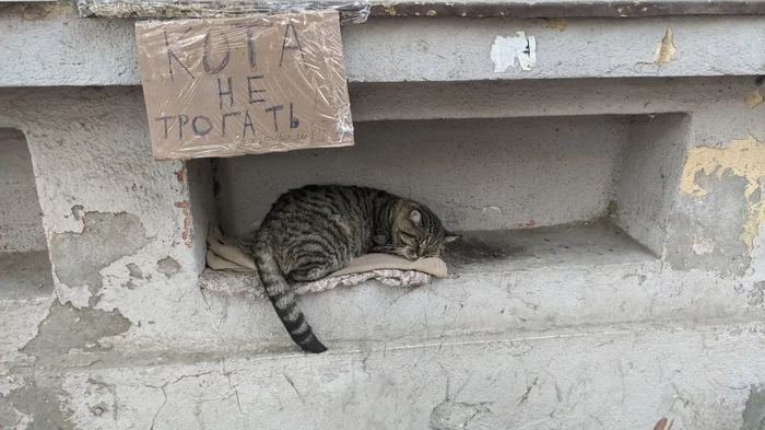 The cat puts up the sign himself, or what? - cat, Catomafia, Табличка, Dream, Do not disturb