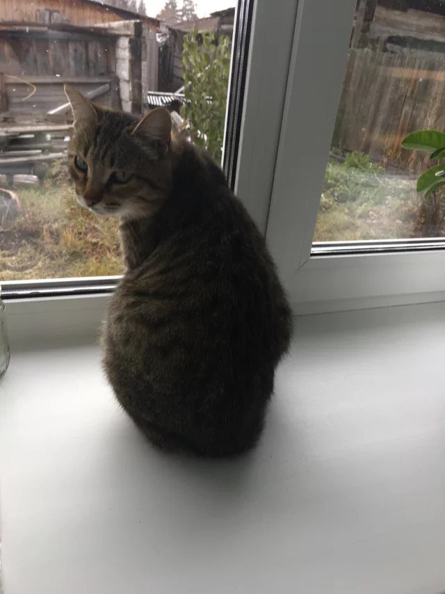 When you're expecting cats and winter comes - My, The photo, cat, Sadness, Window, Autumn, Longpost