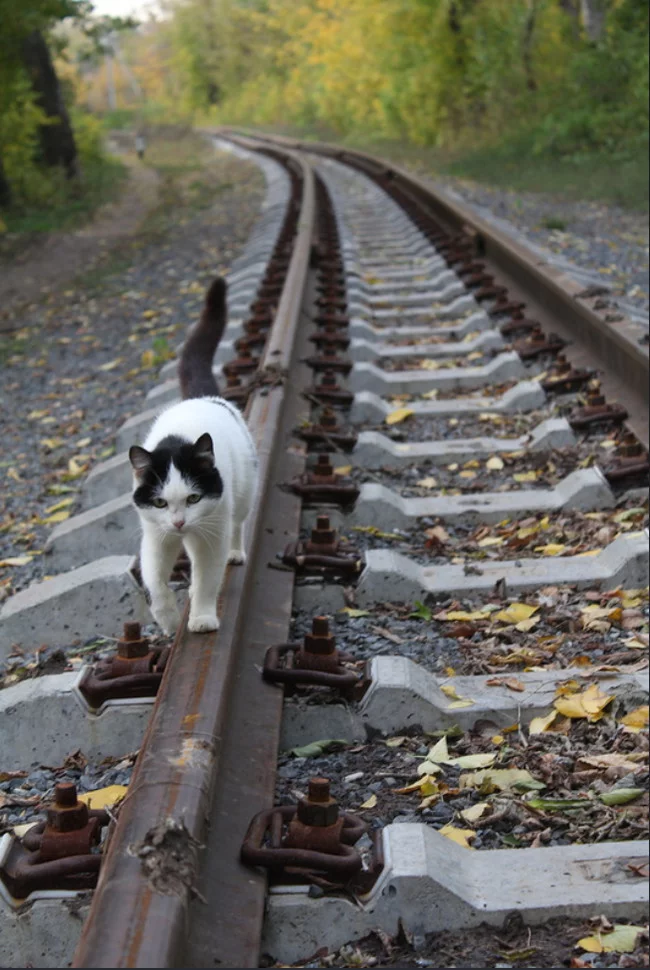 The last train ran away from me again... - cat, Catomafia, Railway