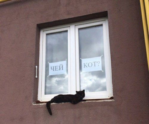 They Don't Let Me Into My Own House | Diary of Red Cat - My, Humor, Funny, cat, Catomafia, GIF, Longpost, Story