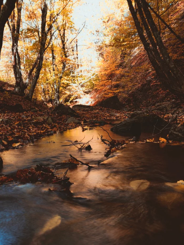 Golden autumn in Crimea. Angarsk Pass October 18 +22 - My, Crimea, Autumn, Mobile photography, Forest, Longpost