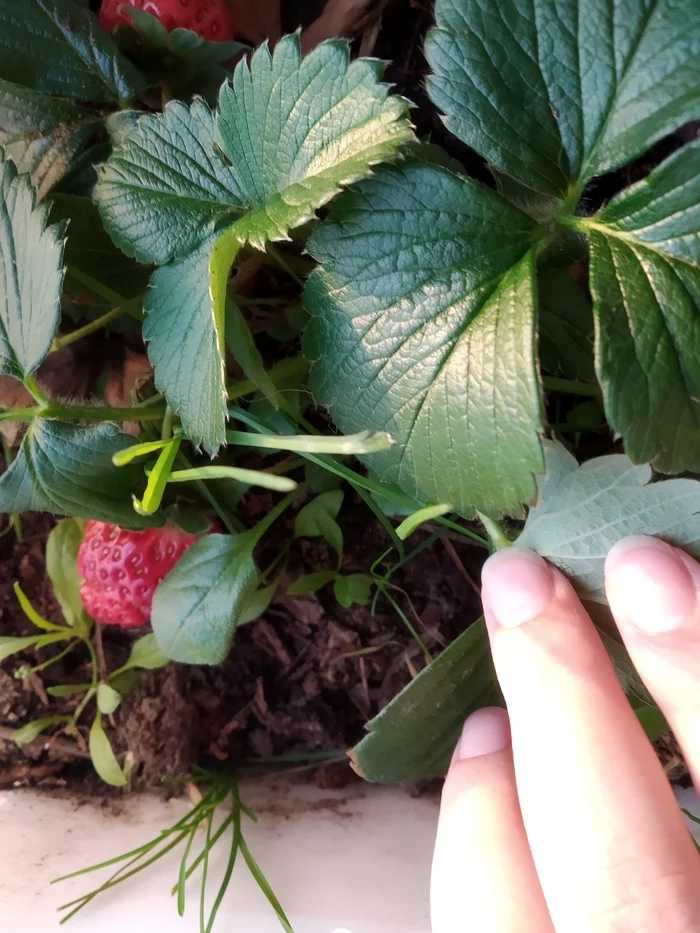 Strawberry - My, Berries, Strawberry (plant), Longpost