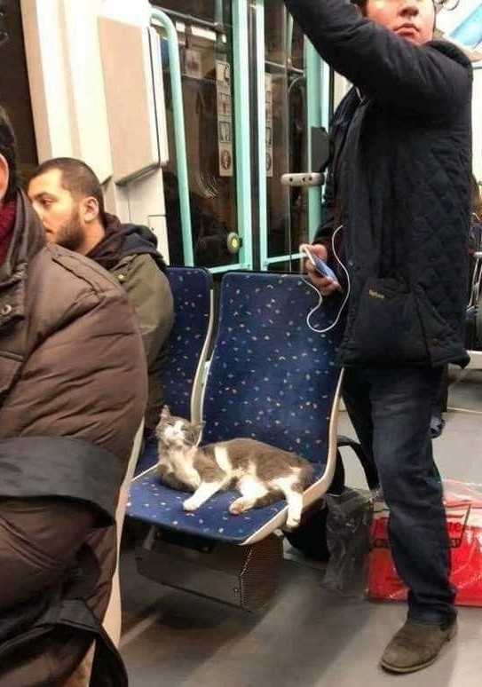 But comments) - Catomafia, Bus, Longpost, cat