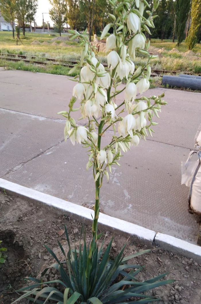 Yucca - flower of happiness - My, Yuka, Flowers, Garden, Longpost