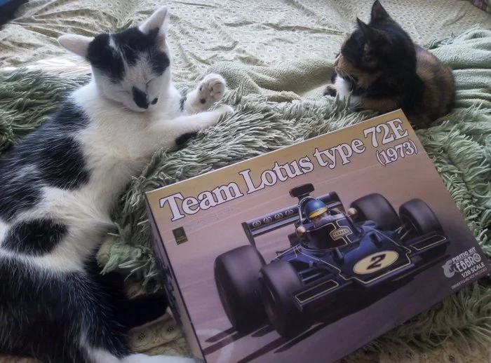 Lotus 72E 1:20 scale model by Ebbro - My, Stand modeling, Car modeling, Formula 1, Longpost, cat