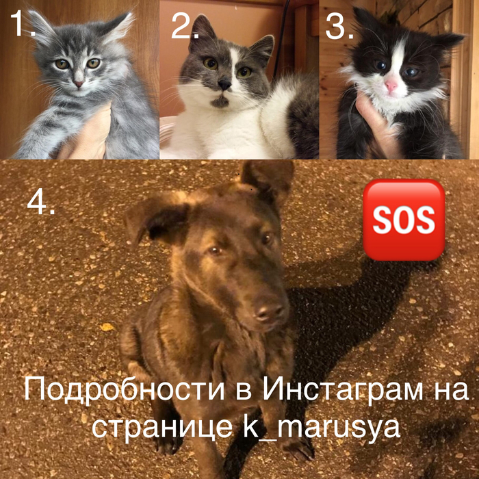 В добрые руки!