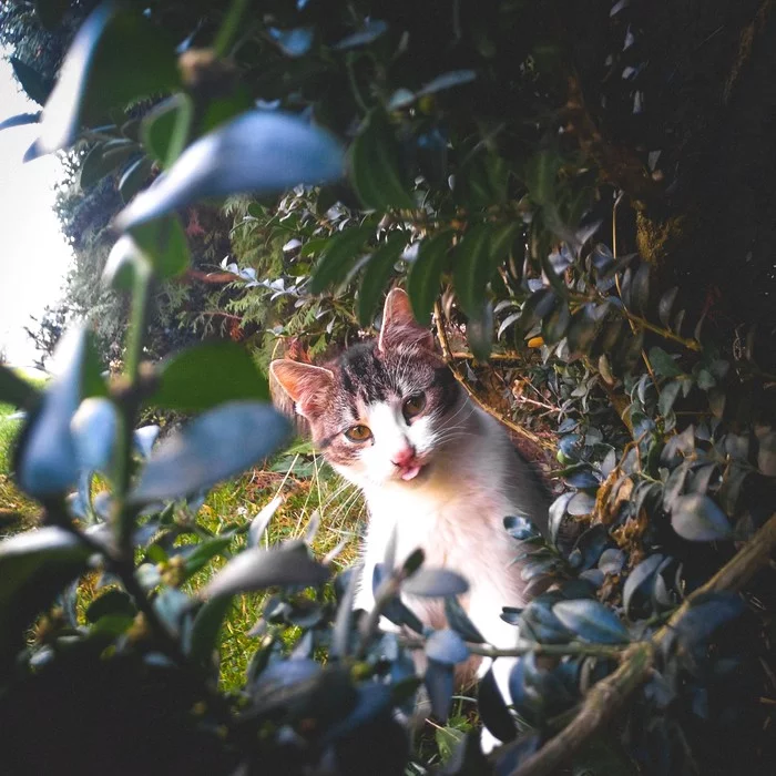 Cat - My, cat, Pets, Animals, PHOTOSESSION, The photo, Milota, Longpost