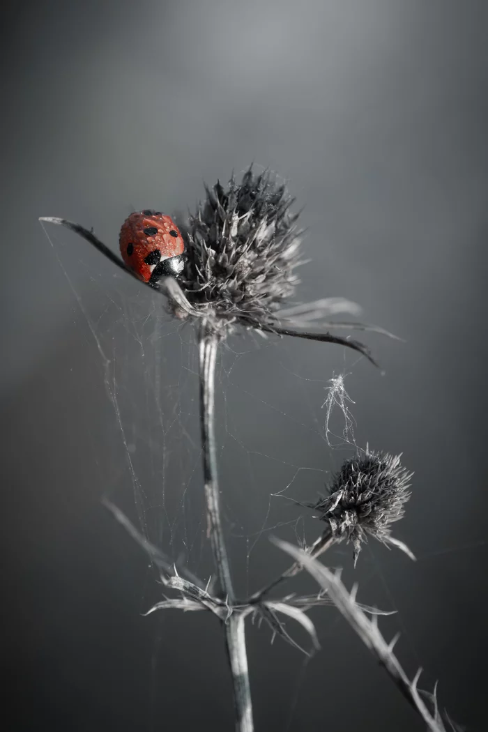 Ladybug - My, Macro photography, The photo, Nature, ladybug