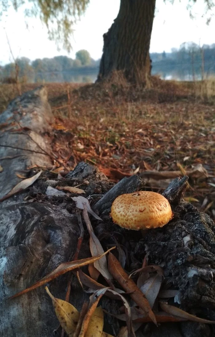 Walk. - My, Walk, Autumn, Mushrooms, Longpost