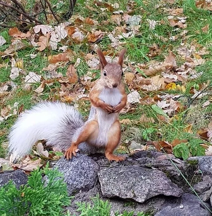 Squirrel. - My, Animals, Models