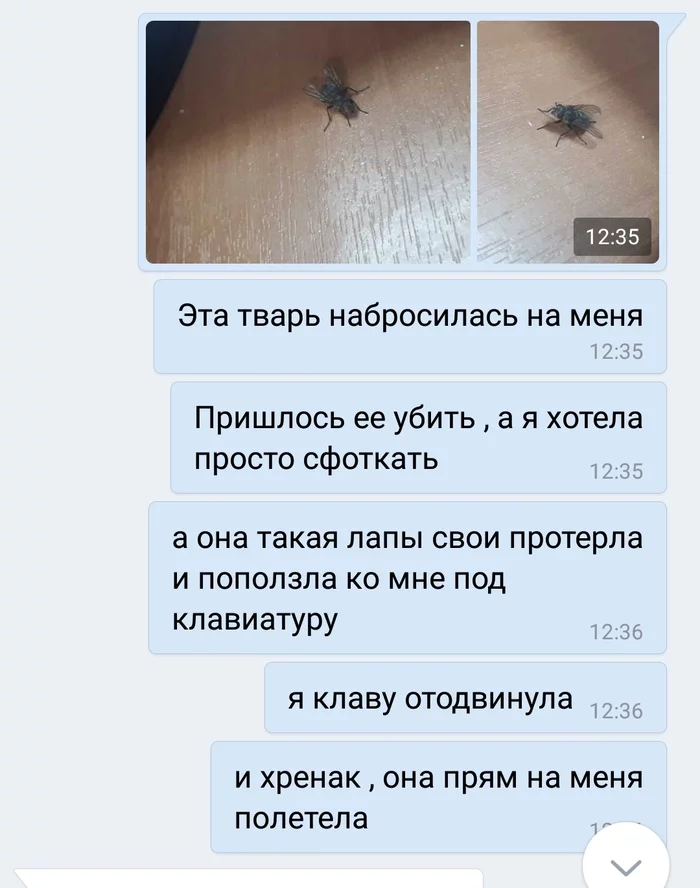 Работоспособность зашкаливает - NSFW, Убийство, Опасность, Скриншот, Муха, Переписка