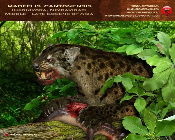 Maofelis - Paleontology, Mammals, Cenozoic, China, Predator, Longpost