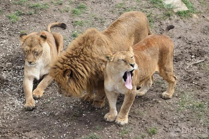 The owner of a safari park in Crimea faces prison time for a tourist who was bitten by a lion. - news, Animals, Punishment, Pa, Russia, Crimea, Criminal case, Longpost