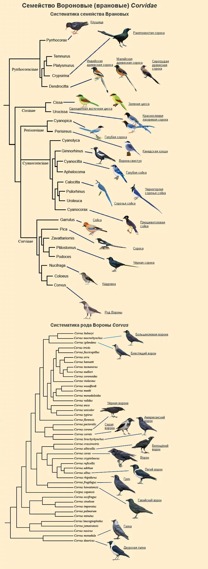 Varieties of corvids. - Corvids, Crow, Biology, Ornithology, Longpost