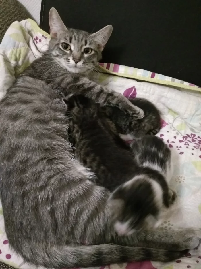 The fidget has grown) - My, cat, Kittens, Children, Milota, Fluffy, Animals, Mum