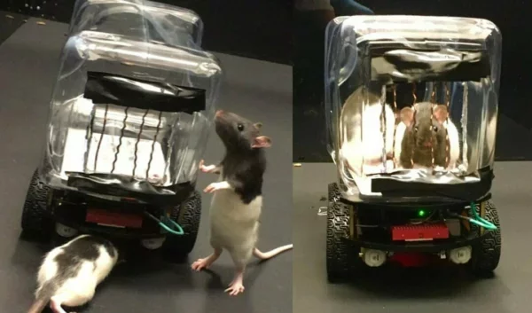 Учёные научили крыс водить маленькие машины. За хорошее вождение грызуны получали фруктовые колечки Крыса, Вождение, Авто, Электромобиль, Эксперимент, Tjournal, Видео, Длиннопост, Университет Ричмонд