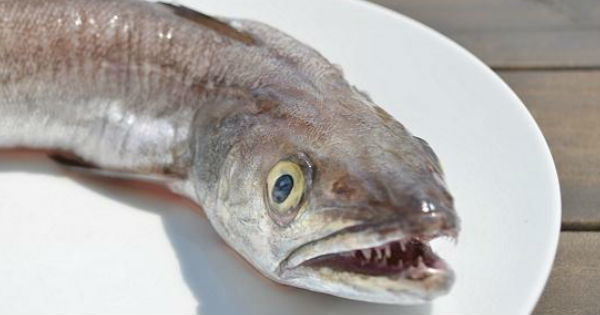 Hake is tasty, healthy and a little scary - Hake, A fish, Muzzle