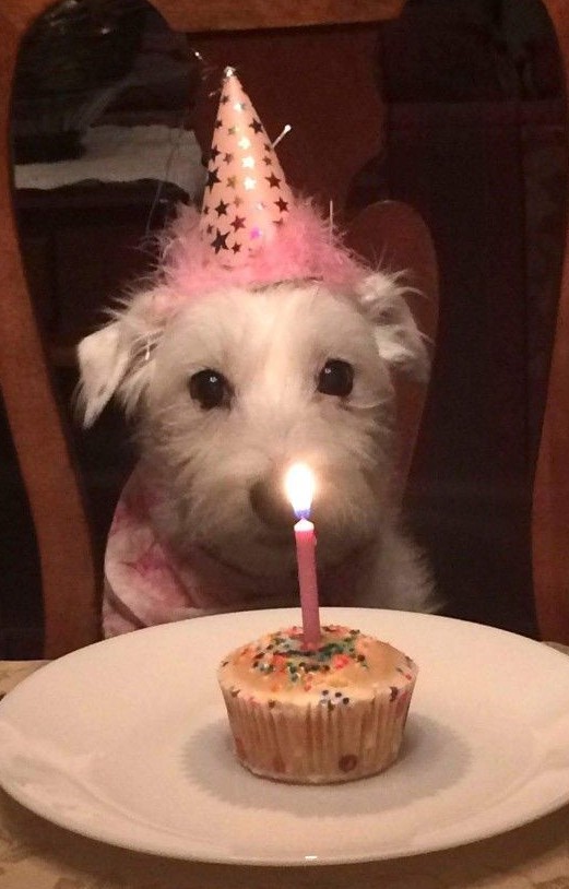 boring birthday - Birthday, Loneliness, Dog