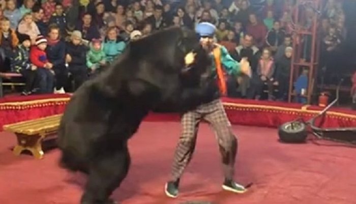 Circus administrator accuses spectators of bear attack - Animals, Circus, Chapito, Russia, Карелия, Olonets, news