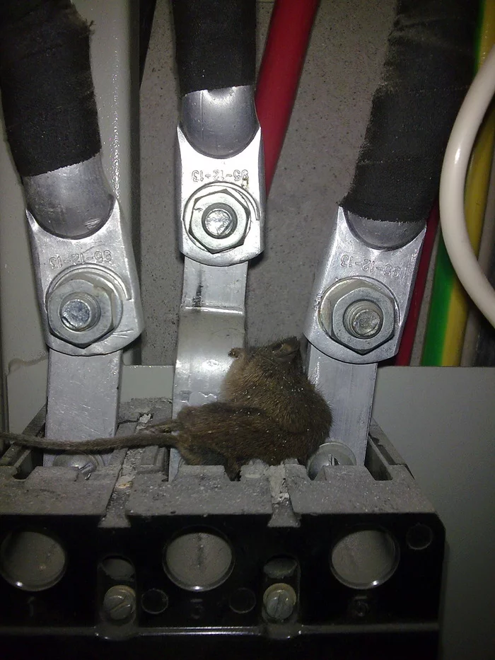 He didn't honor TB.. - My, Phase, Mouse hanged itself, Vigilance