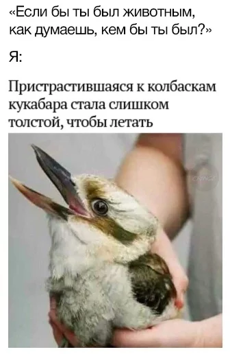 My spirit animal - Kookabara, Birds, Obesity, Fullness, Picture with text