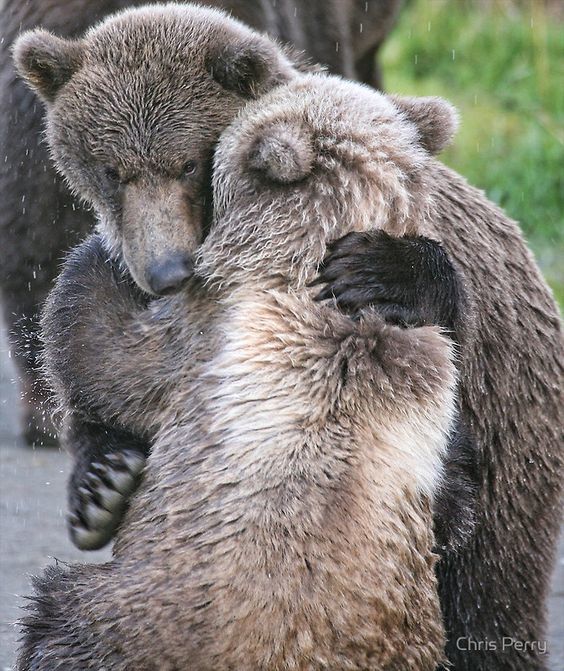 I know that feel bro - The photo, The Bears, Animals, I know that feel bro