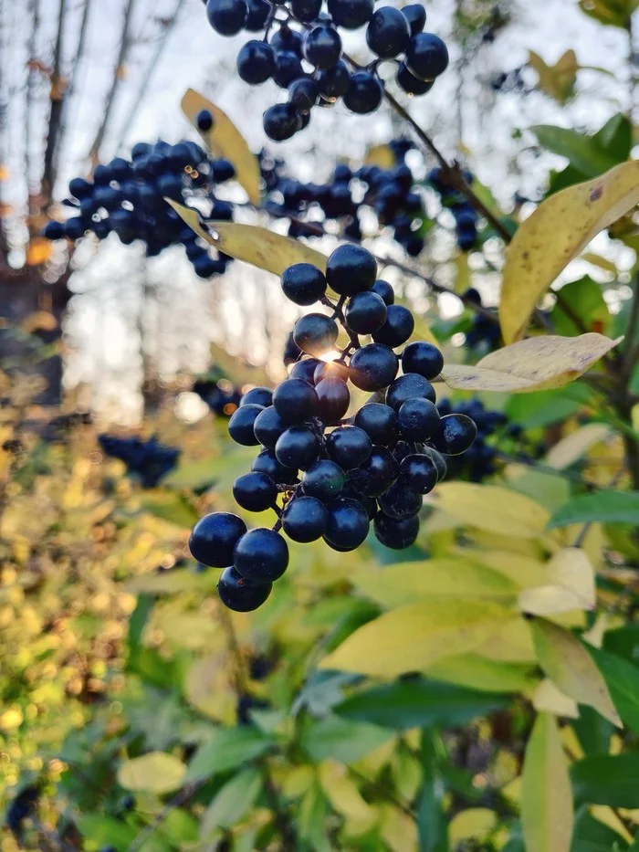 Beauty is in the little things - My, Autumn, The photo, Nature, Volgograd, Oneplus 6, Walk, Successful angle, Last chance