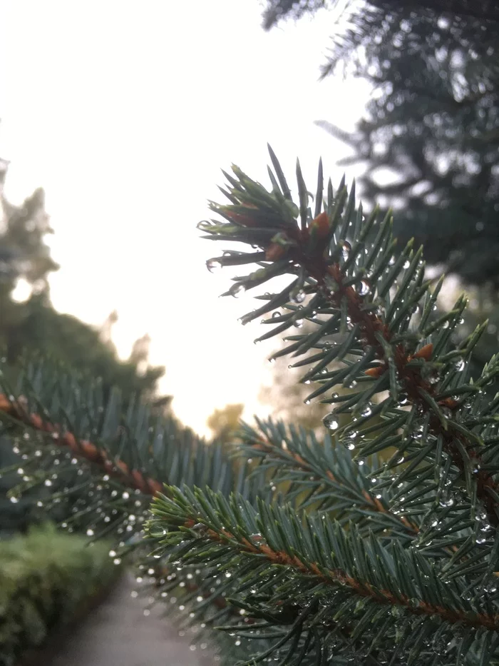 Droplets - My, Christmas trees, , Water drop