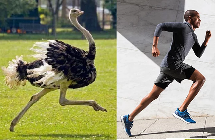 A little about ostriches - My, Ostrich, Sport, Humor